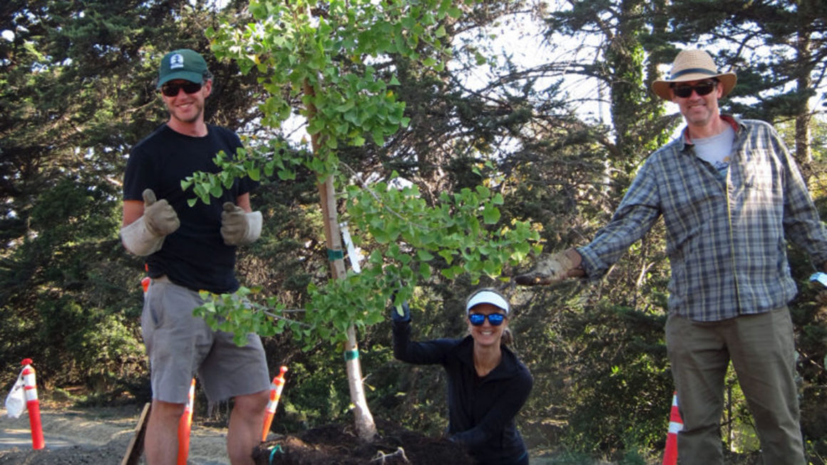 The Power of Urban Forests