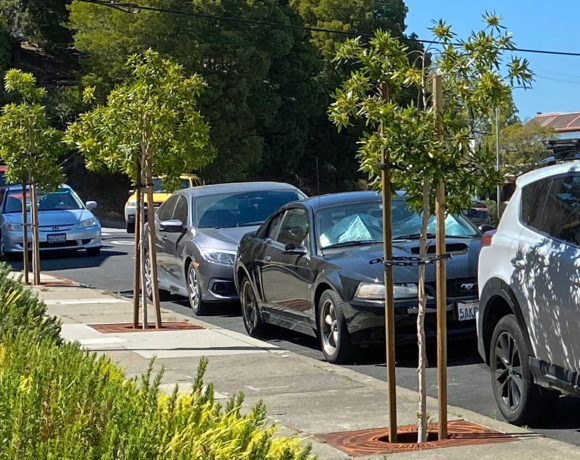 Caledonia Street Trees