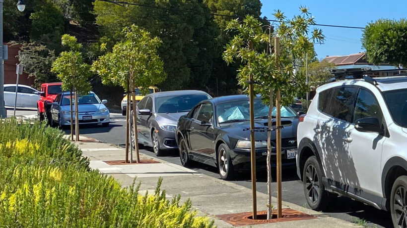 Caledonia Street Trees