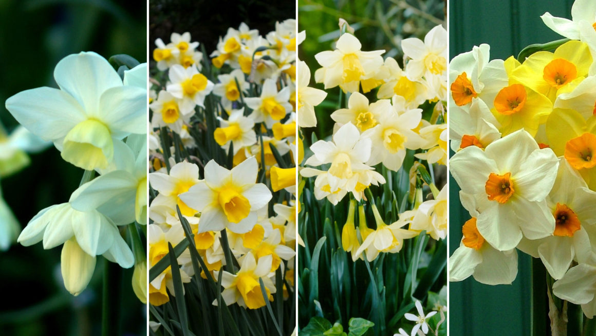 1,000 daffodils planted