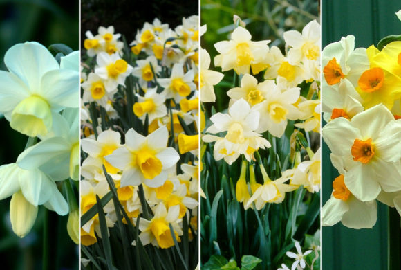 1,000 daffodils planted