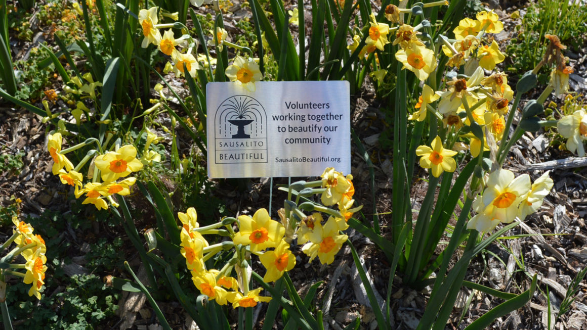 December Daffodil Planting: NEW date!
