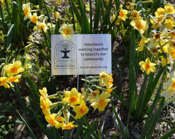 Daffodils in the Park