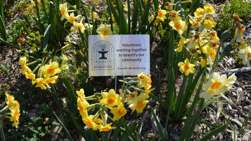 Daffodils in the Park