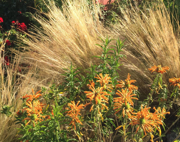 Caledonia Plantings