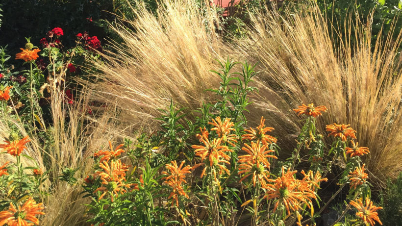 Caledonia Plantings