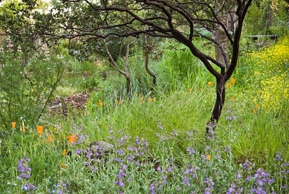 Native Plant Week