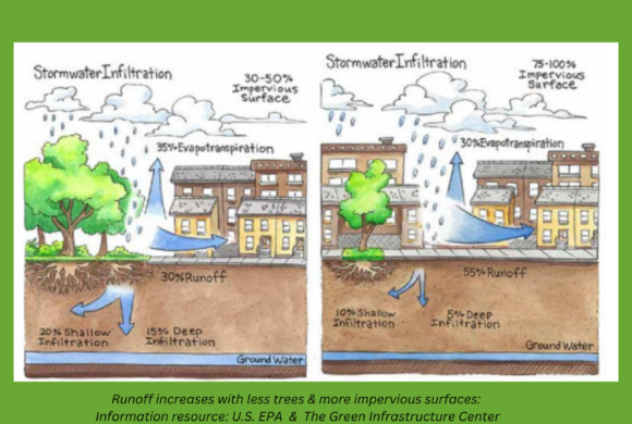 Trees & Storms – Why Sausalito Needs to Preserve & Plant  More Trees 