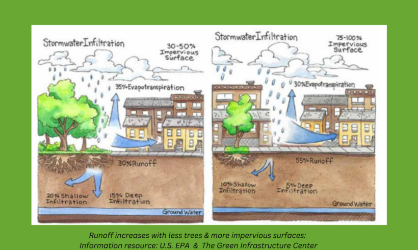 Trees & Storms – Why Sausalito Needs to Preserve & Plant  More Trees 