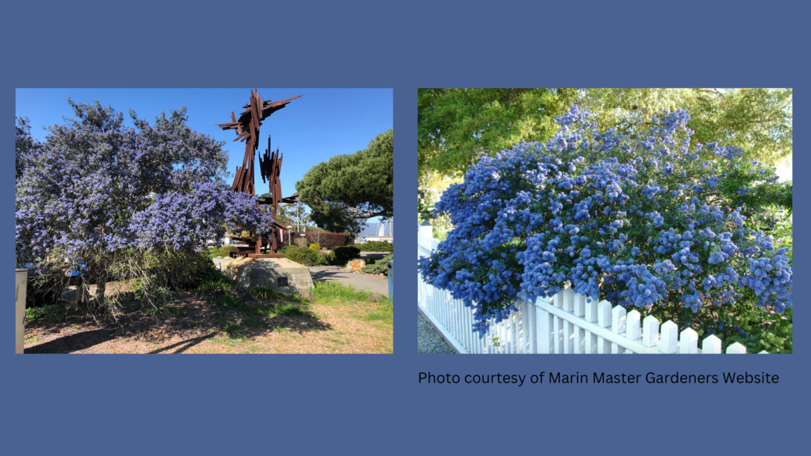 Native Plant of the Month: Ceanothus (California Lilac)