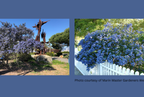 Native Plant of the Month: Ceanothus (California Lilac)