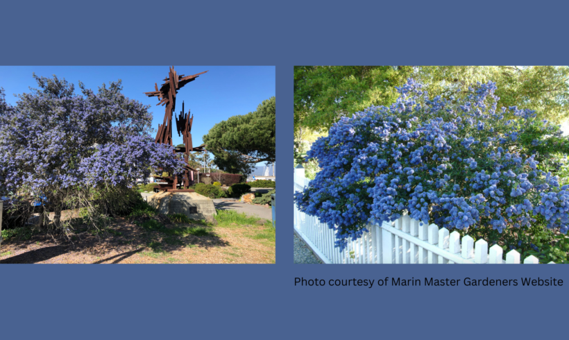 Native Plant of the Month: Ceanothus (California Lilac)