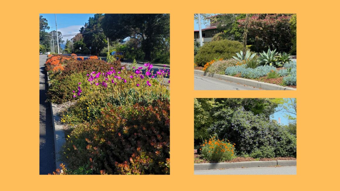 Notice our Beautiful Medians in Bloom? They Were Sausalito Beautiful’s First Project in 2014