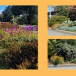 Notice our Beautiful Medians in Bloom? They Were Sausalito Beautiful’s First Project in 2014