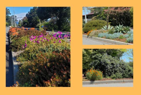 Notice our Beautiful Medians in Bloom? They Were Sausalito Beautiful’s First Project in 2014