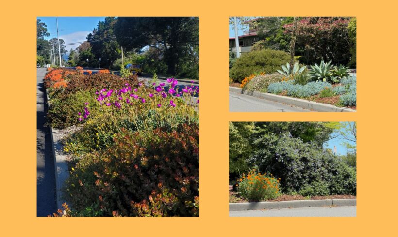 Notice our Beautiful Medians in Bloom? They Were Sausalito Beautiful’s First Project in 2014