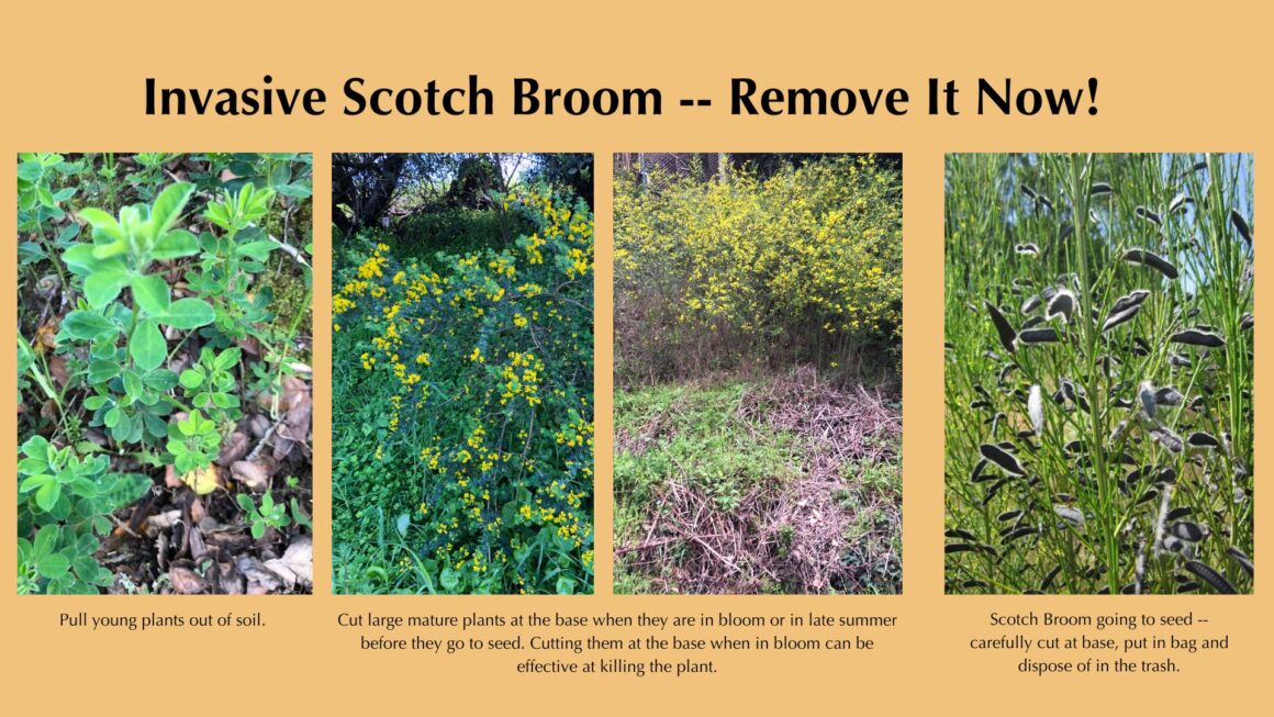 Cut Invasive Scotch Broom Now When Flowering Before It Goes to Seed
