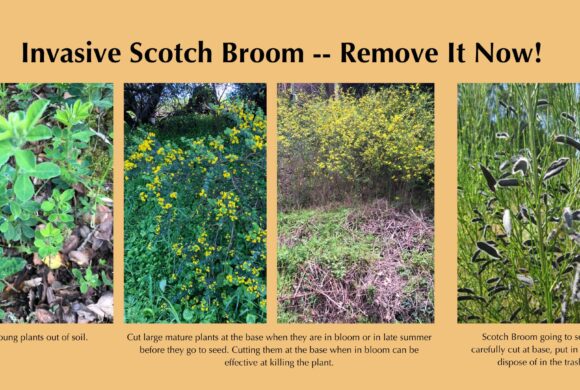 Cut Invasive Scotch Broom Now When Flowering Before It Goes to Seed