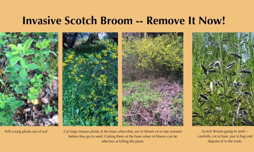 Cut Invasive Scotch Broom Now When Flowering Before It Goes to Seed