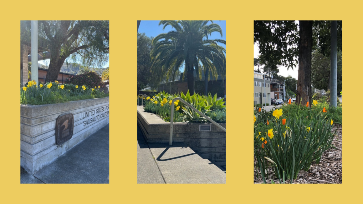 A Burst of Spring: Daffodils Bloom Across Sausalito